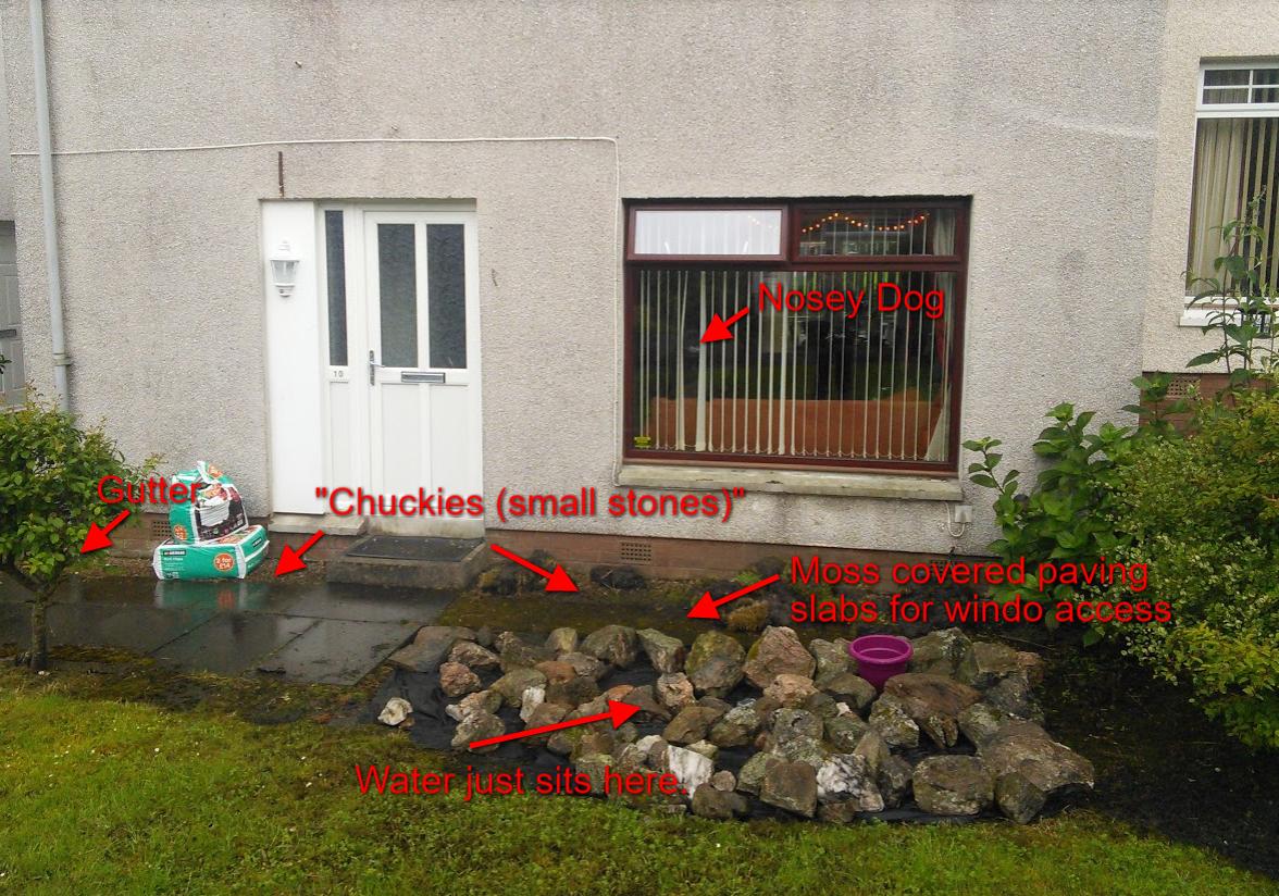 plant Ideas needed to sort out this waterlogged, dark