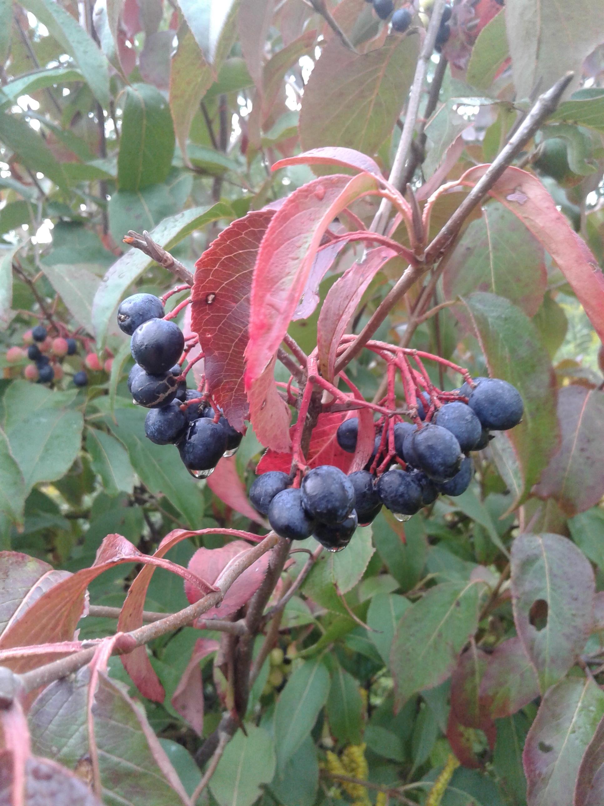 plants What are these small blue berries growing in clusters on a medium size bush in Southern