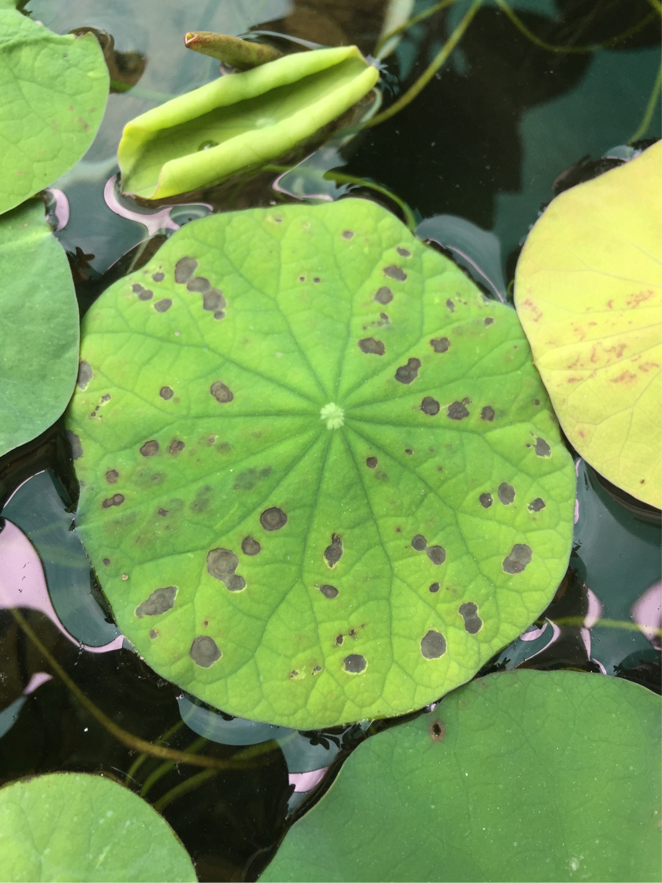 flowers Lotus leaves dying Gardening & Landscaping Stack Exchange