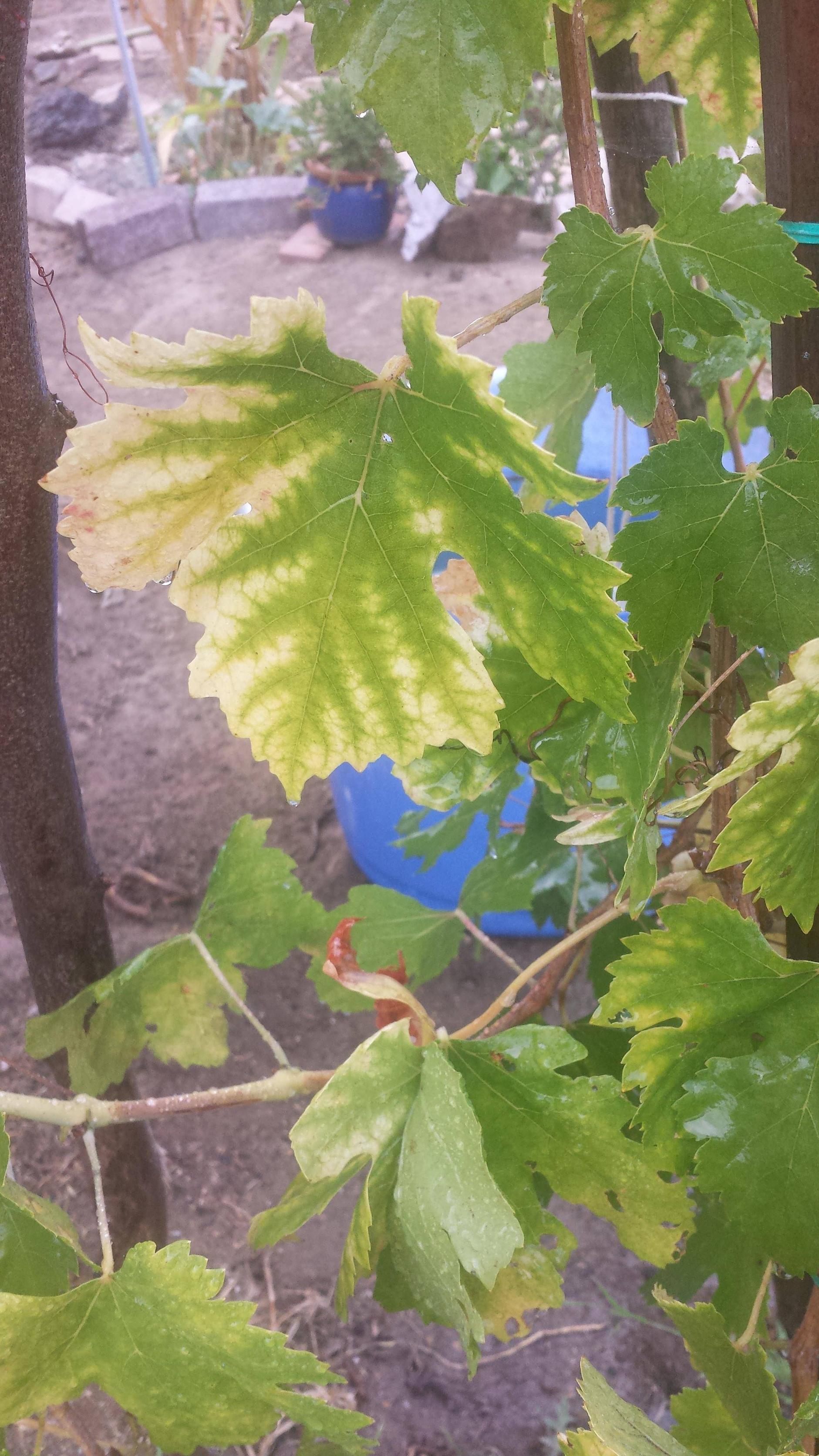 Do yellowing grape leaves indicate a serious problem? Gardening