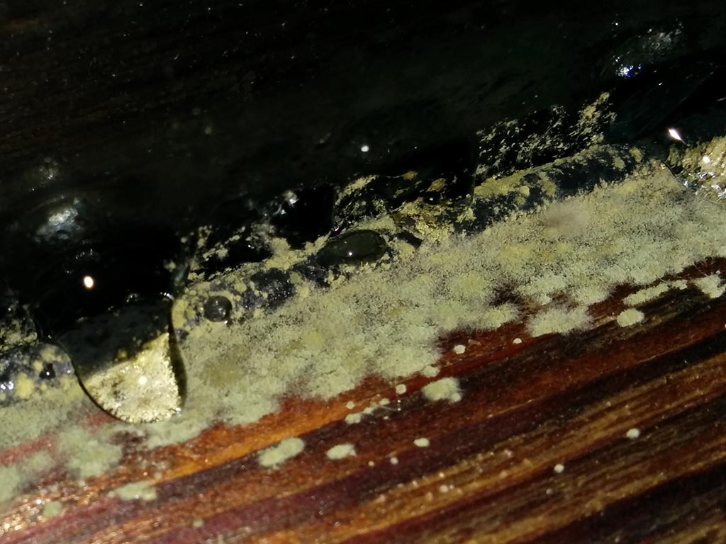 greenish gray mold on wooden window frame Home Improvement Stack Exchange