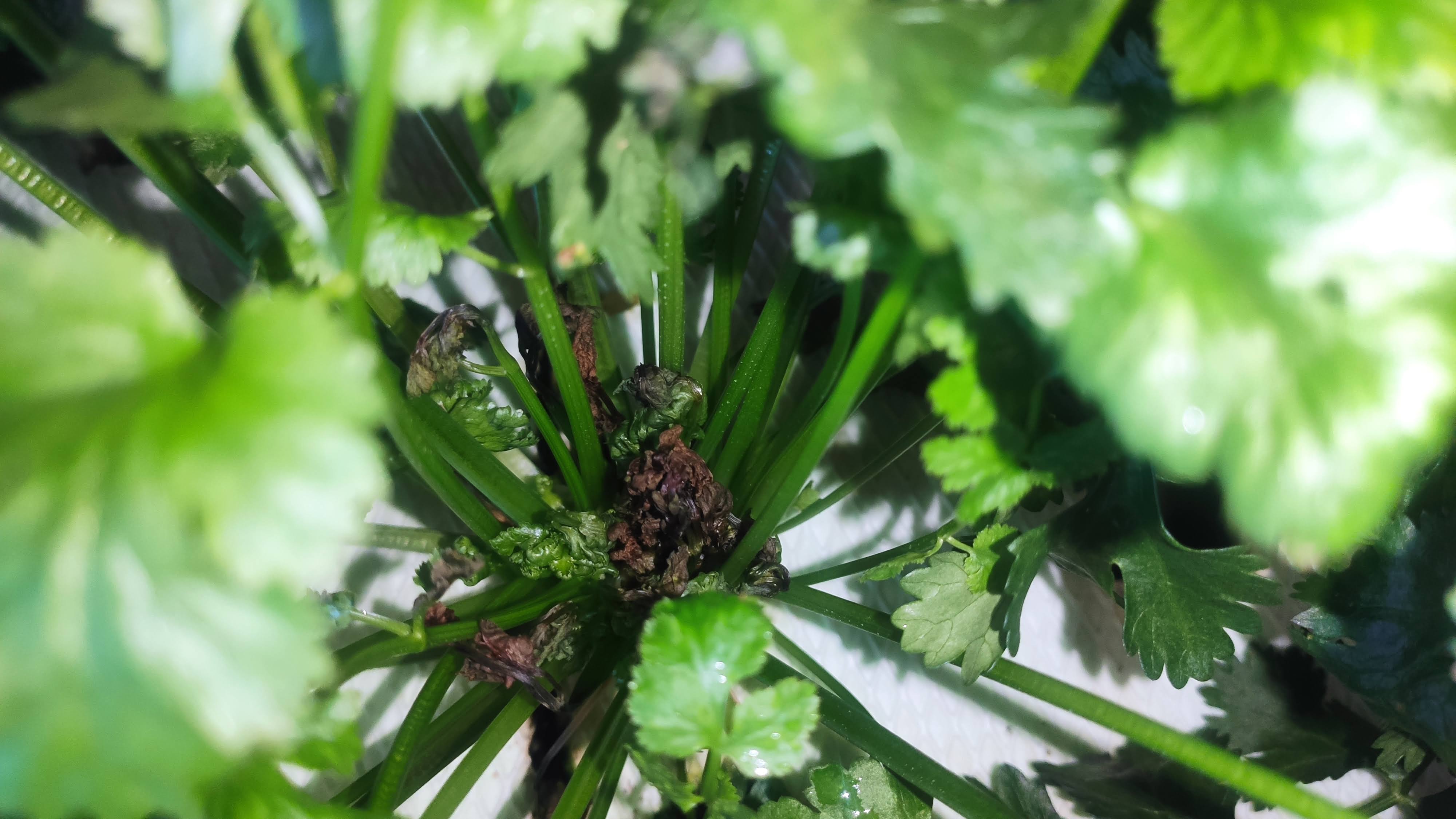 hydroponic Cilantro tip burn Gardening & Landscaping Stack Exchange