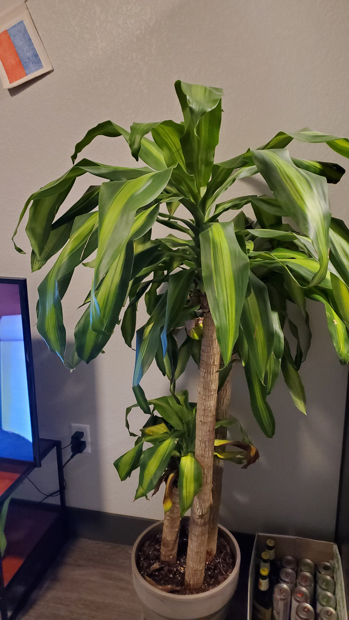 mass cane plant care dying Is Great Newsletter Photography