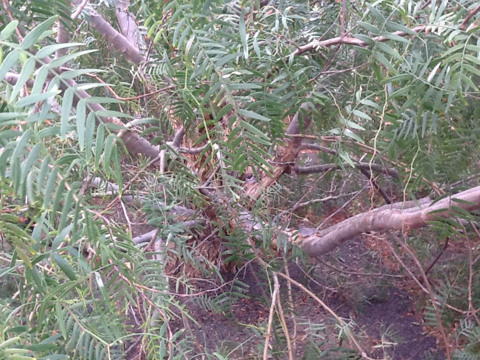 california pepper tree losing leaves Love Crooks