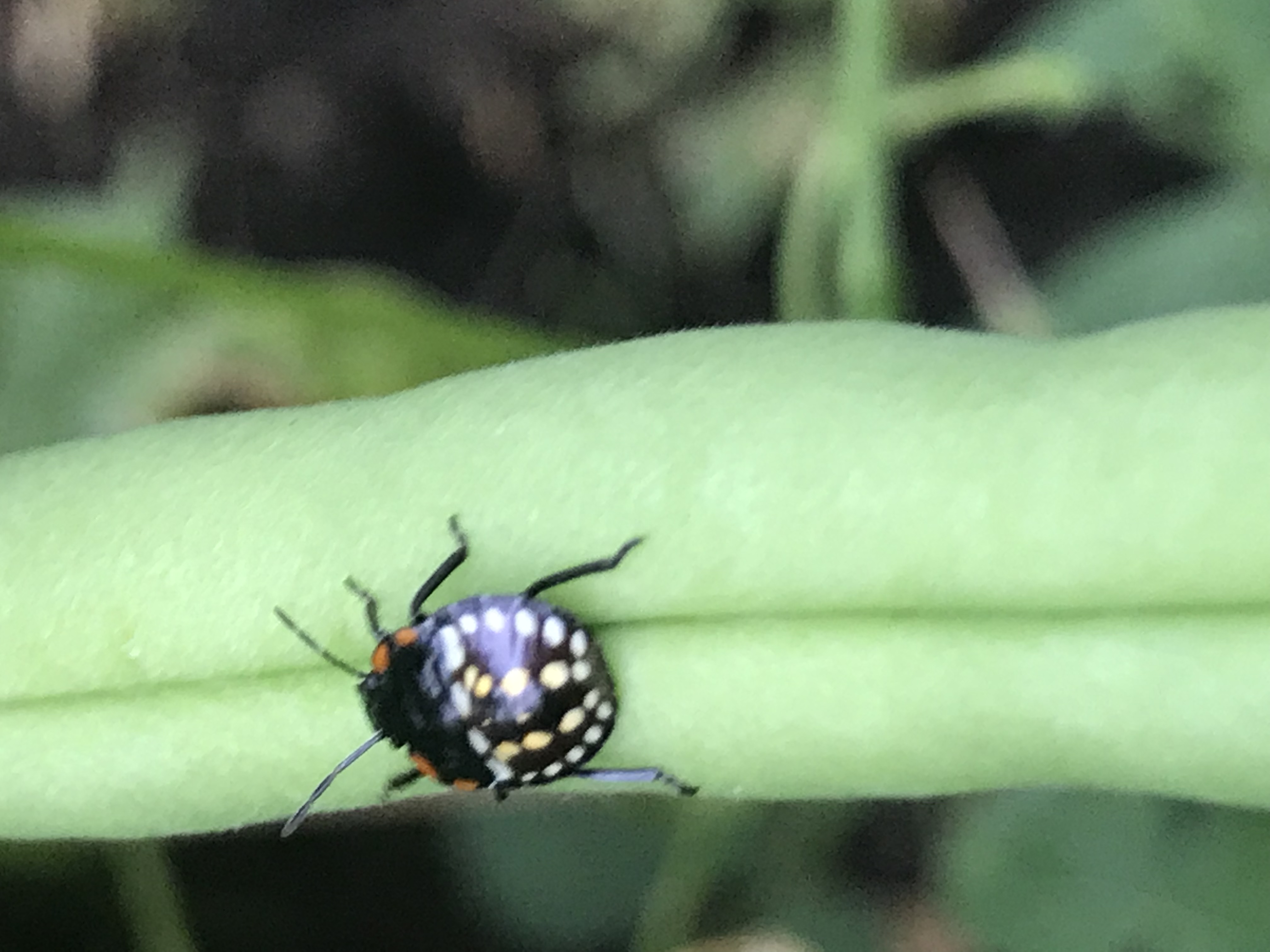 identification What are these brown ladybuglike bugs with yellow and