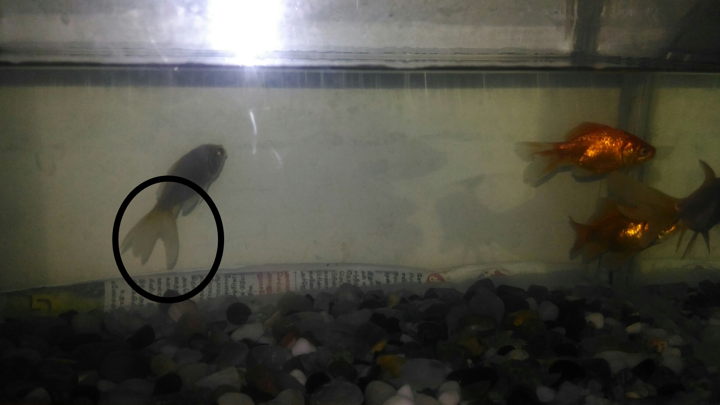 health Goldfish strange behavior seemingly stressed and less mobile