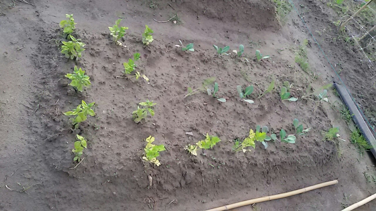 Cómo evitar que las hojas de albahaca se pongan negras Pi Productora