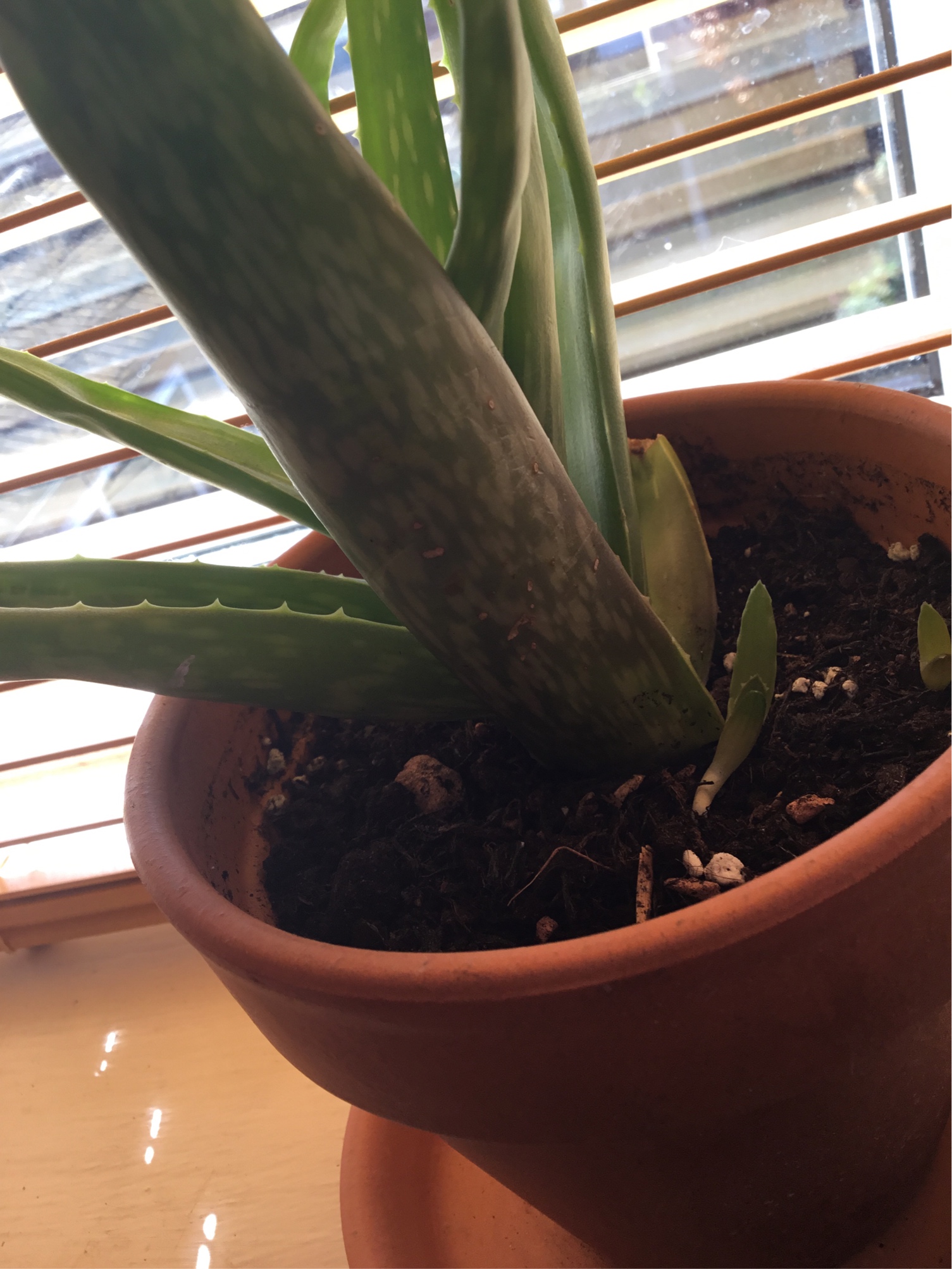 How To Tell If My Aloe Vera Plant Is Dying Plantă Blog