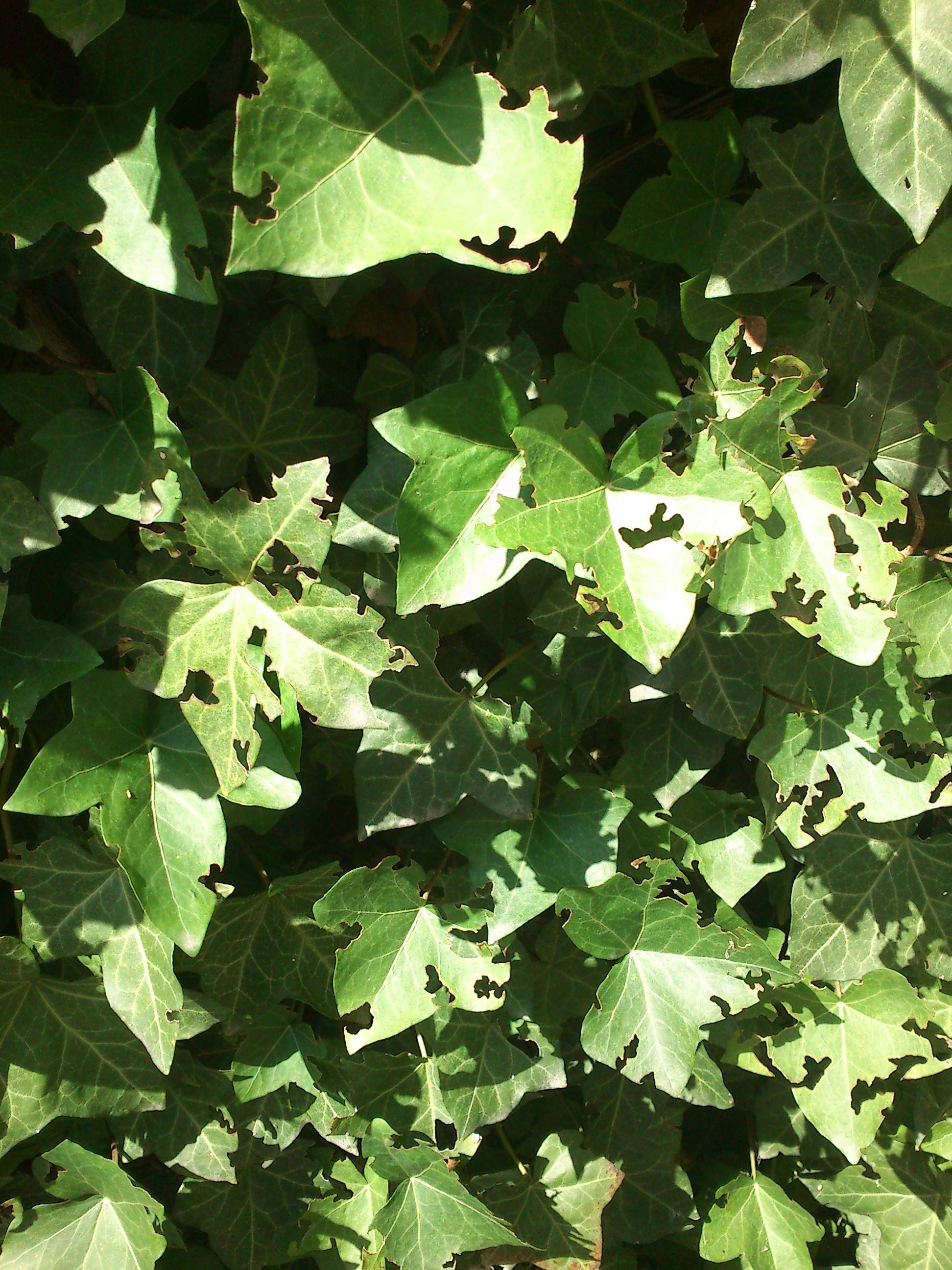 diagnosis What is eating my ivy? Gardening & Landscaping Stack Exchange