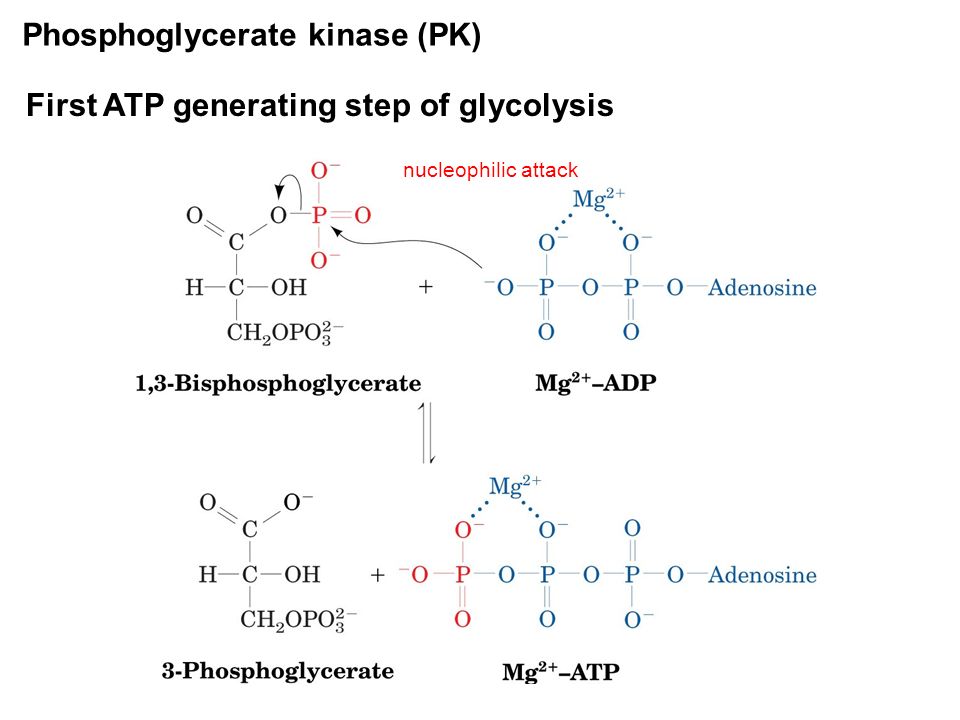 biochemistry Why is a magnesium ion essential for ATP activity in