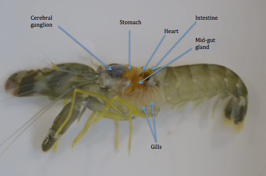Well Label Diagram Of Prawn admission.sust.edu