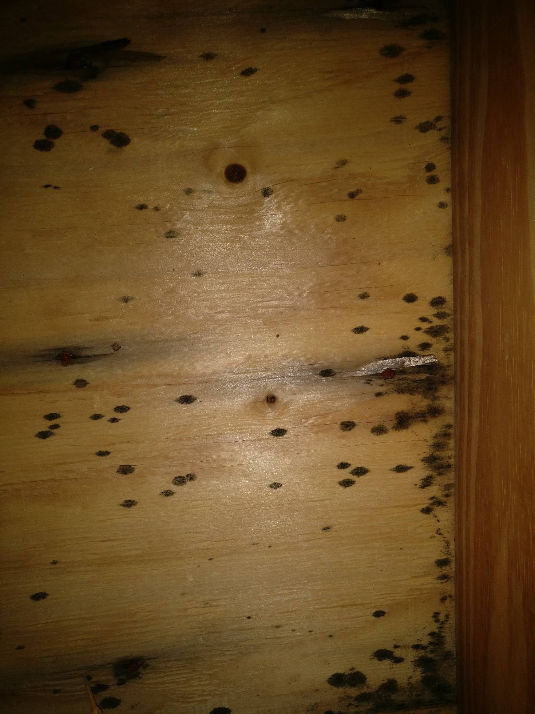 attic Are black spots on the underside of roof sheathing mold? Home
