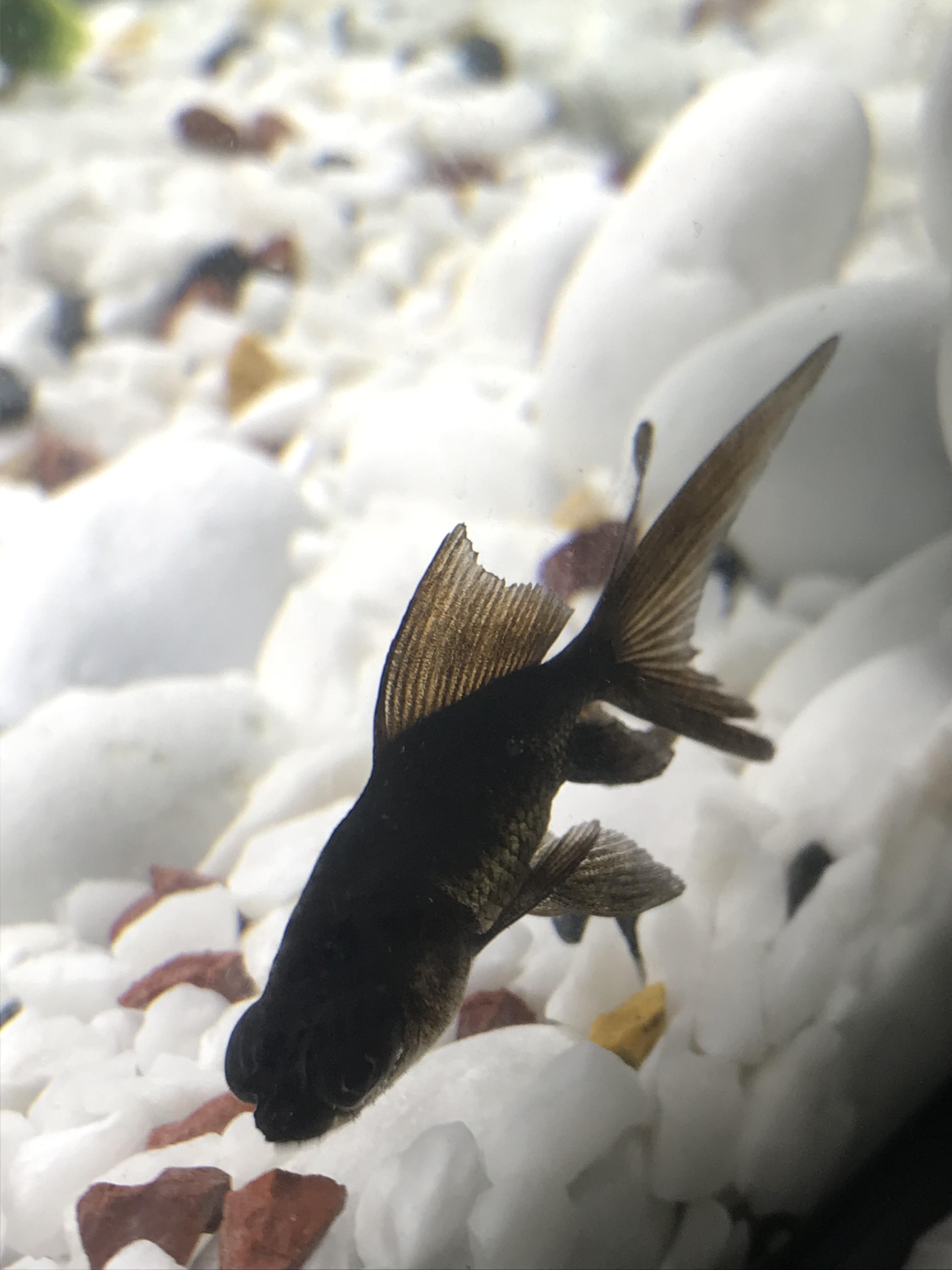 fish Is this White Spot on my Black Moor? Pets Stack Exchange