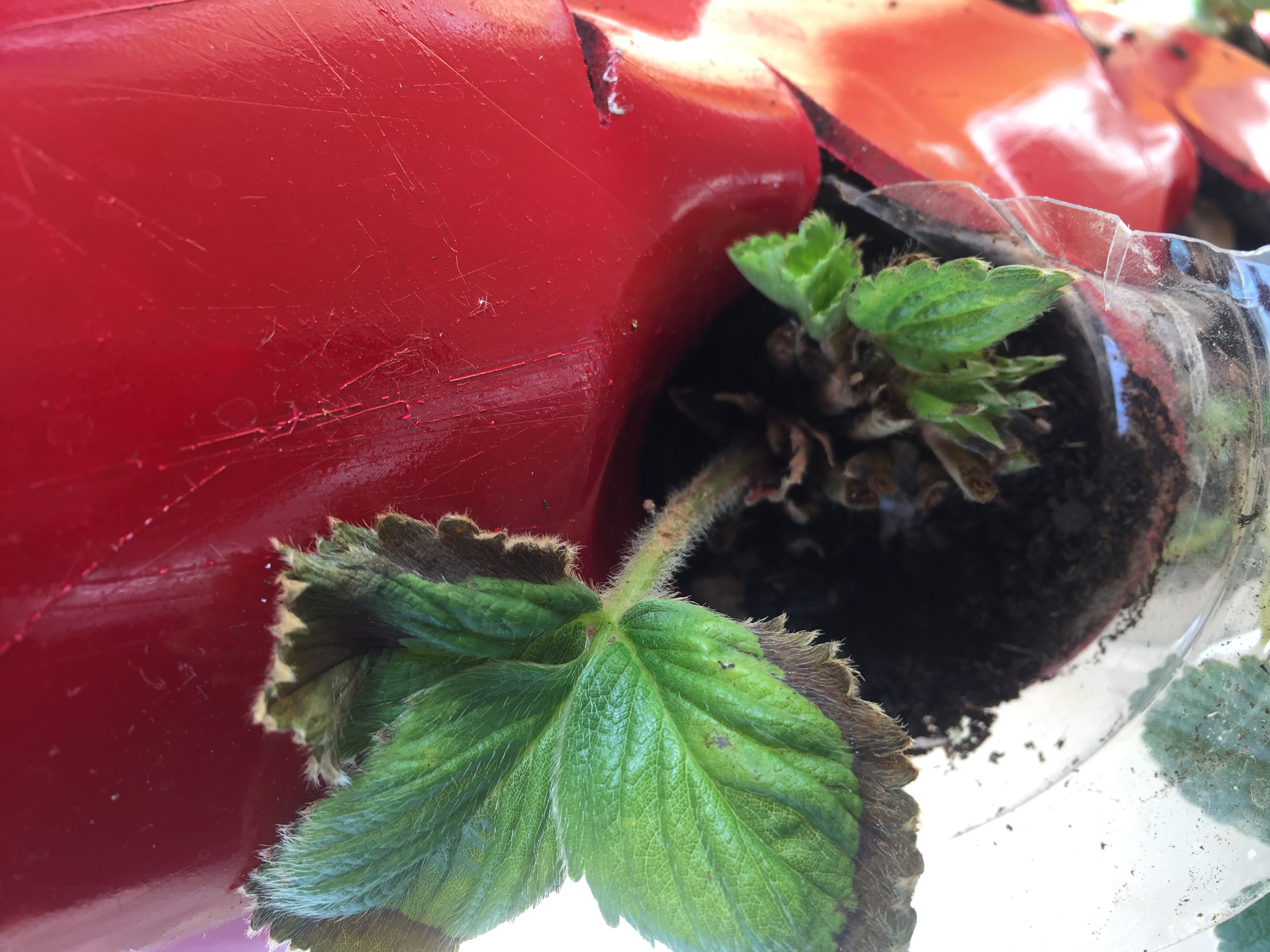 plant health Brown strawberry Leaf Gardening & Landscaping Stack