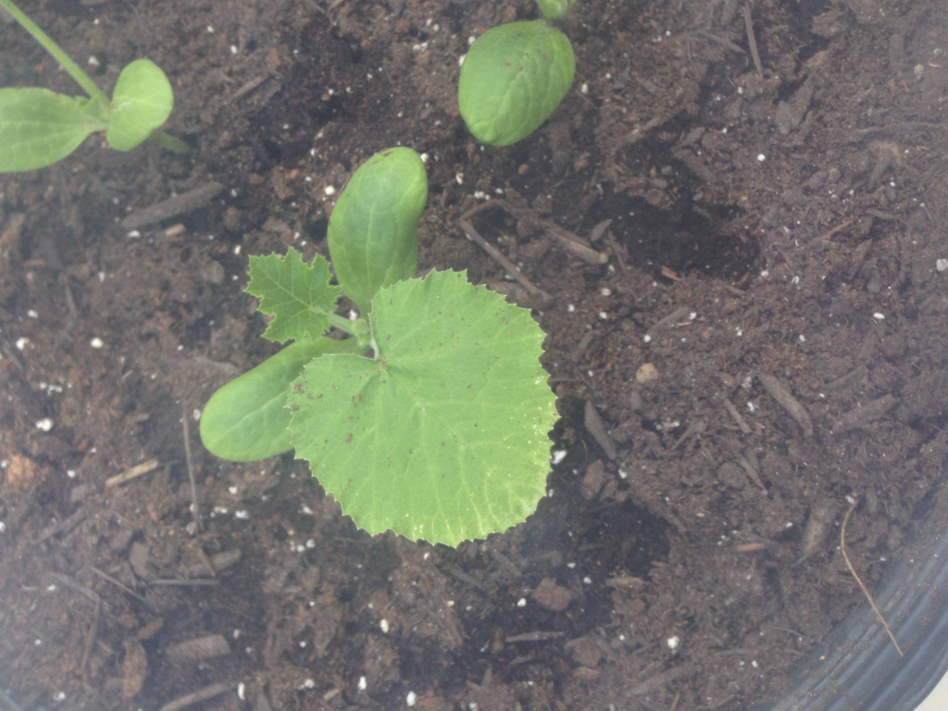 containers Just transplated Zucchini and bean outside and noticing