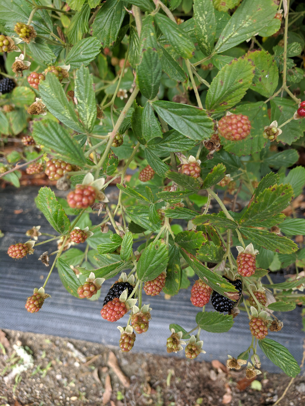 identification Are these "wild" blackberry bushes? Gardening