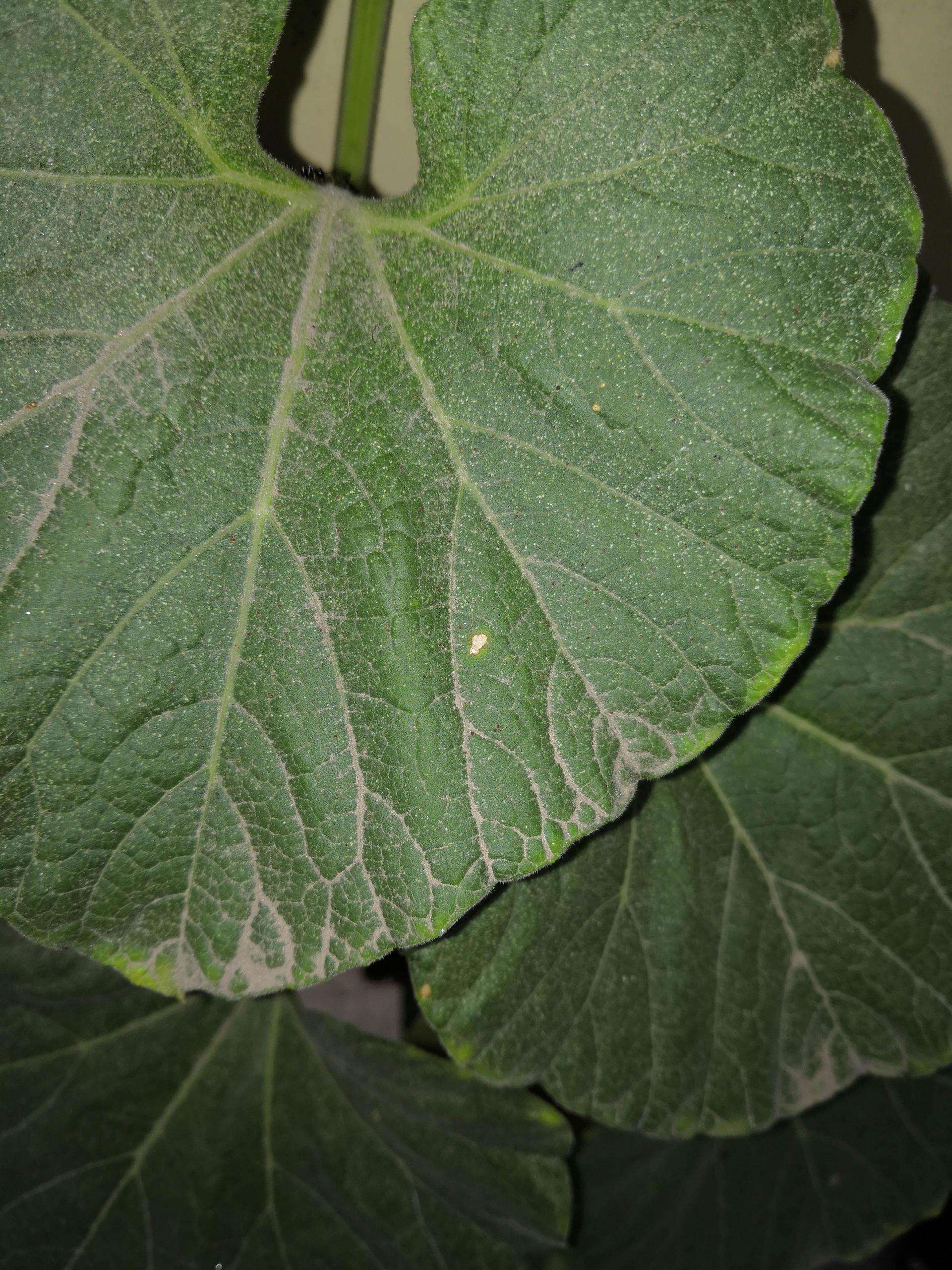houseplants Need help with insects on bottle gourd leaves Gardening