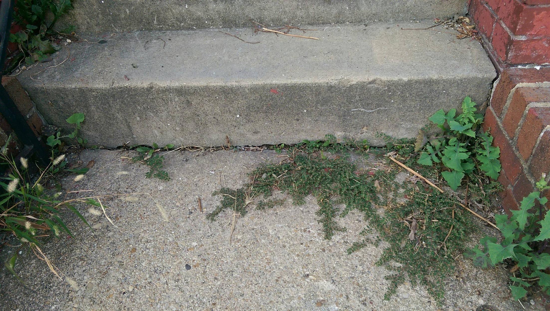 How To Get Rid Of Weeds In Cement Cracks Naturally at Abigail Mefford blog