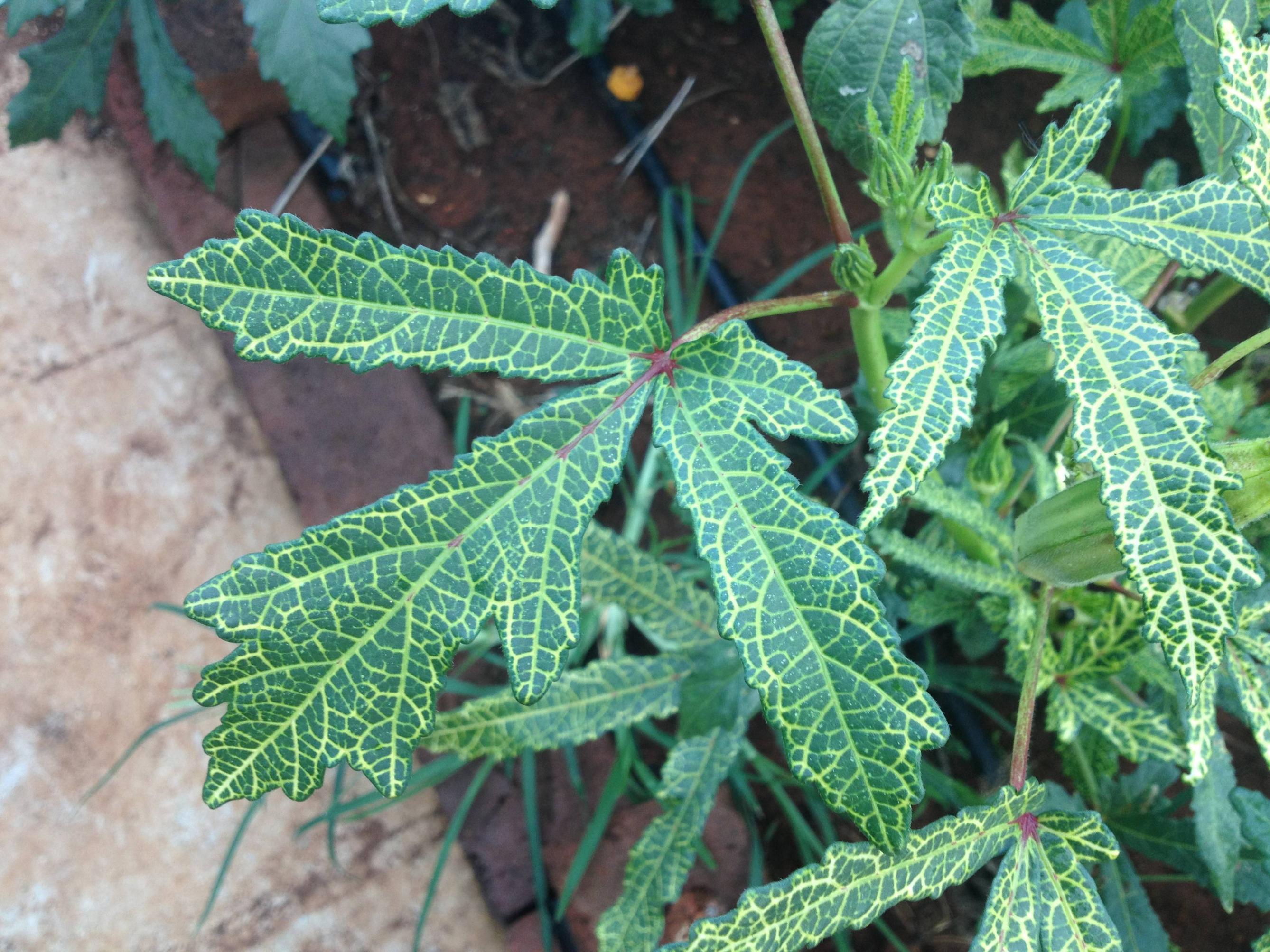 diagnosis What's causing these yellow veins on my Okra leaves? Gardening & Landscaping Stack