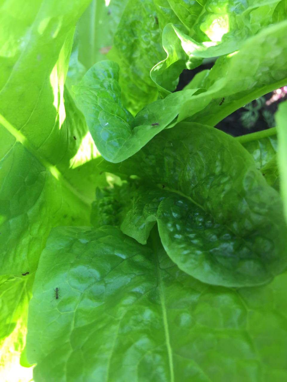 Why are ants staying on my lettuce leaves? Gardening & Landscaping