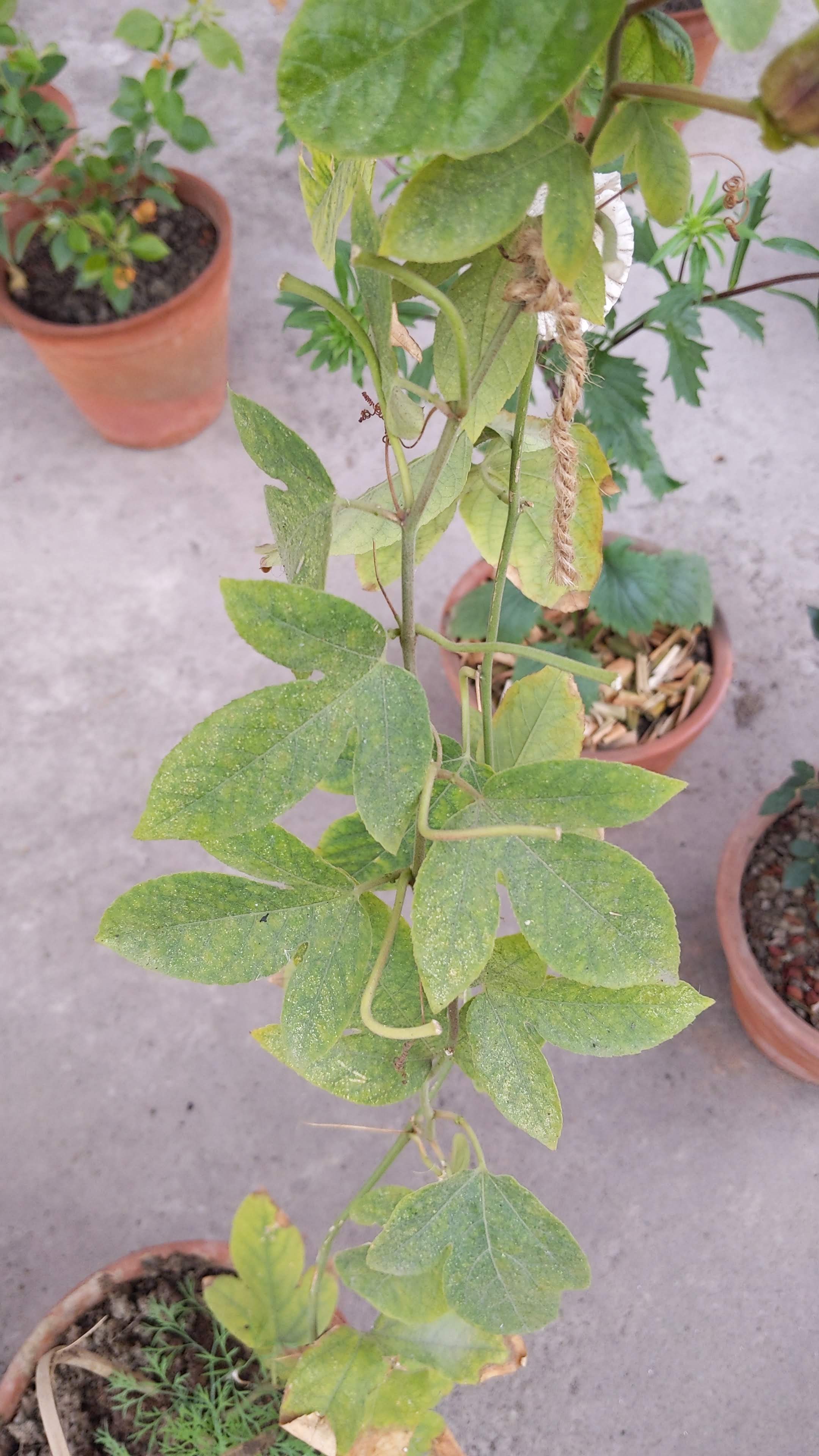 Passion flower leaves are turning yellow Gardening & Landscaping Stack Exchange
