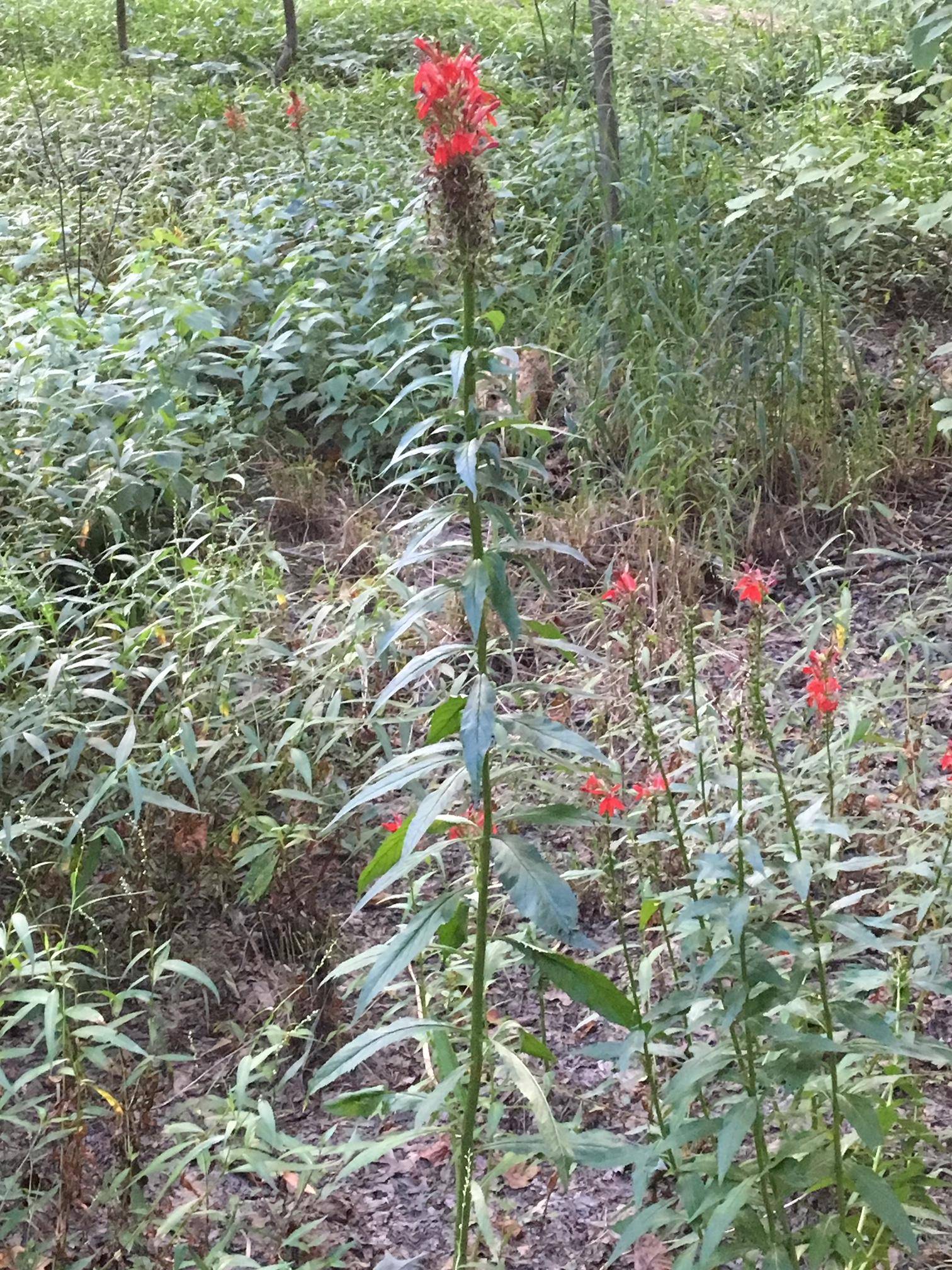 species identification Identify this wild plant with