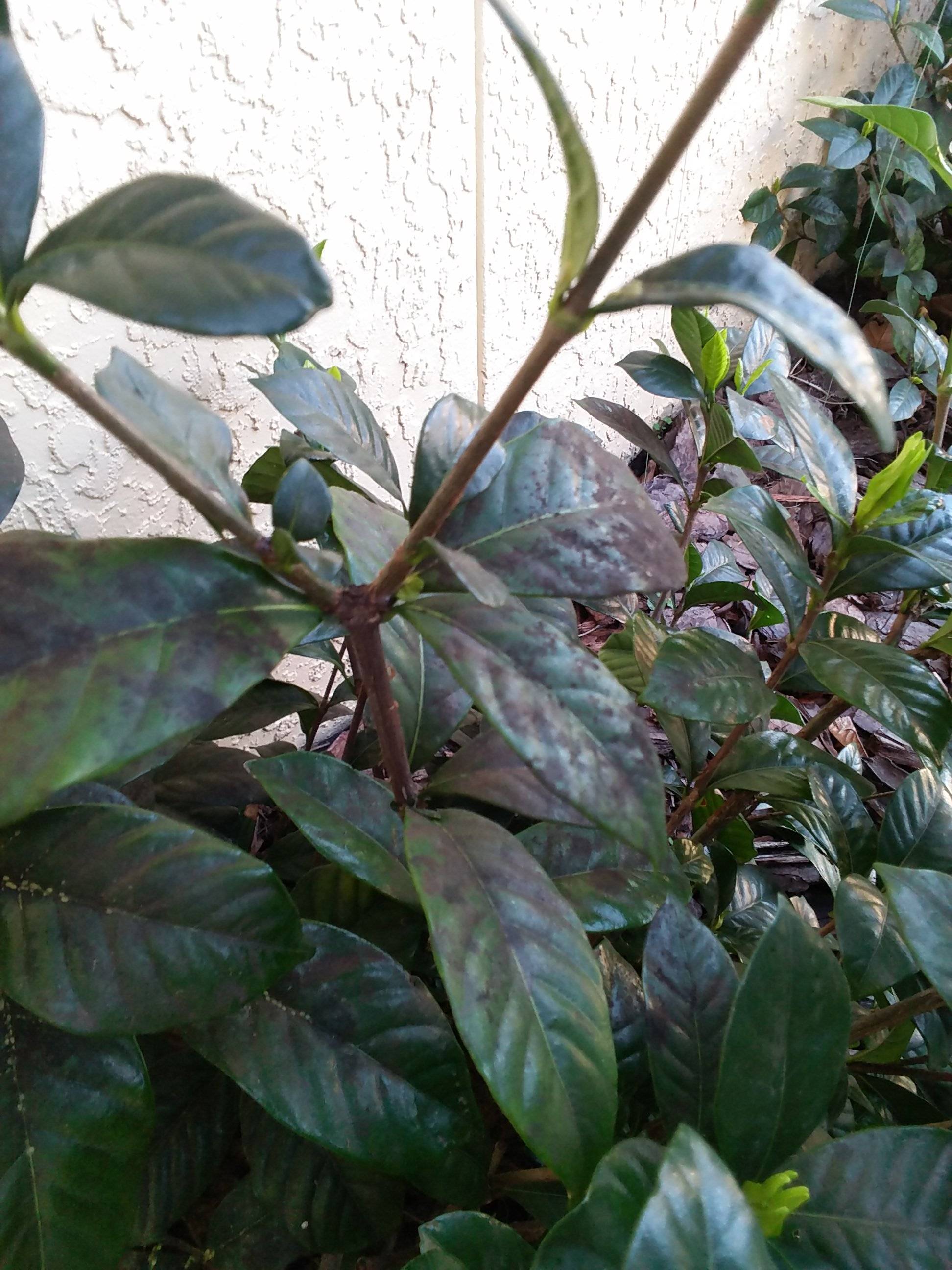fertilizer What's wrong with my gardenia? Gardening & Landscaping