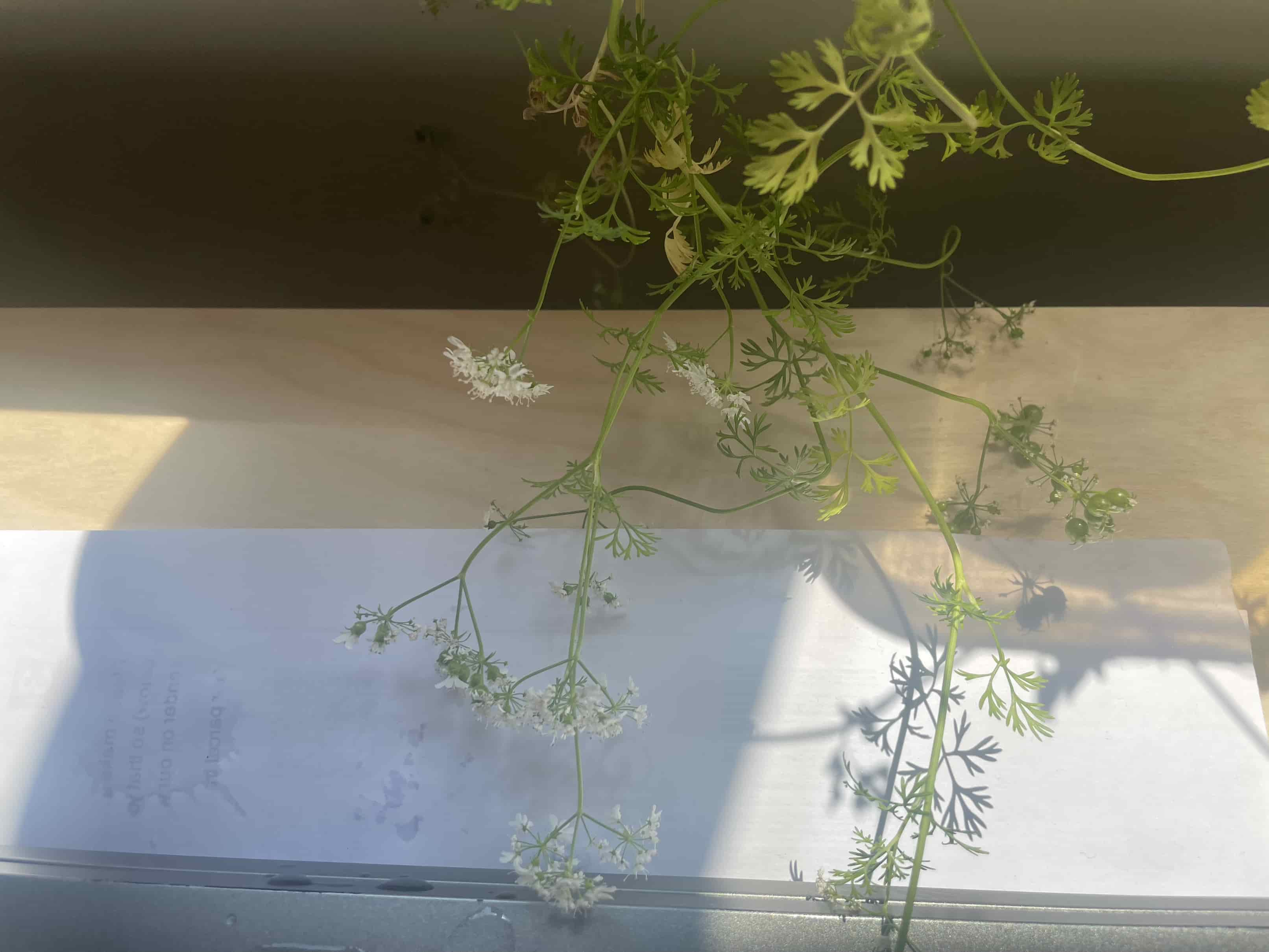 germination Why are coriander plants dying? Gardening & Landscaping