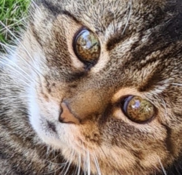 Are 'marbled' feline eyes normal, or a sign of disease? Pets Consultants