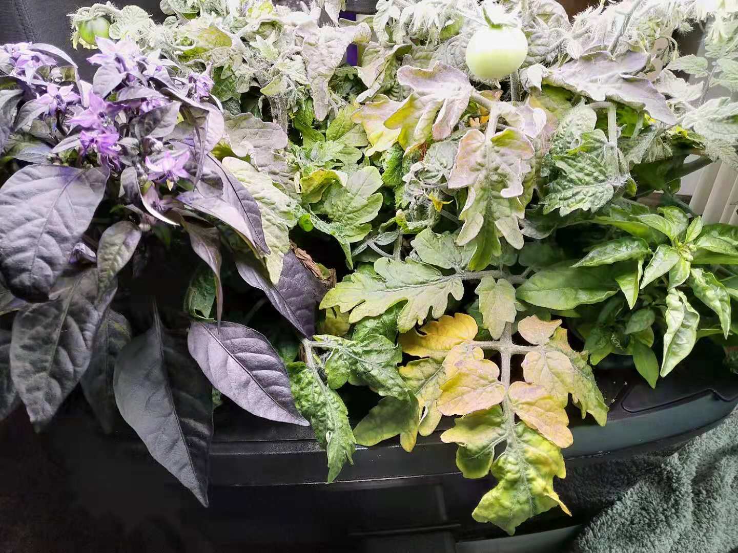 plant health Why are my tomato leaves yellowing and withering