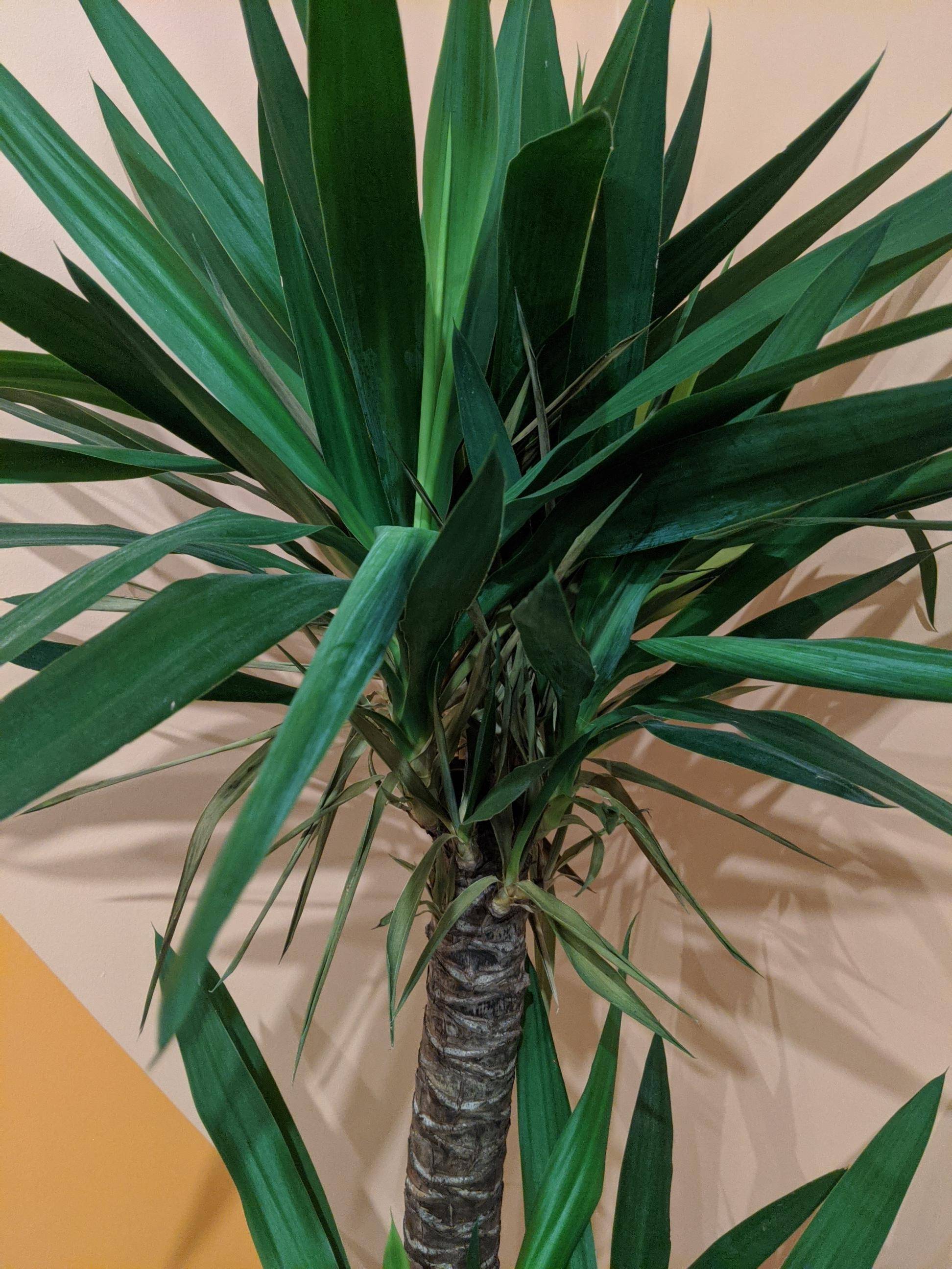 watering Yucca Elephantipes' leaves are drying out Gardening