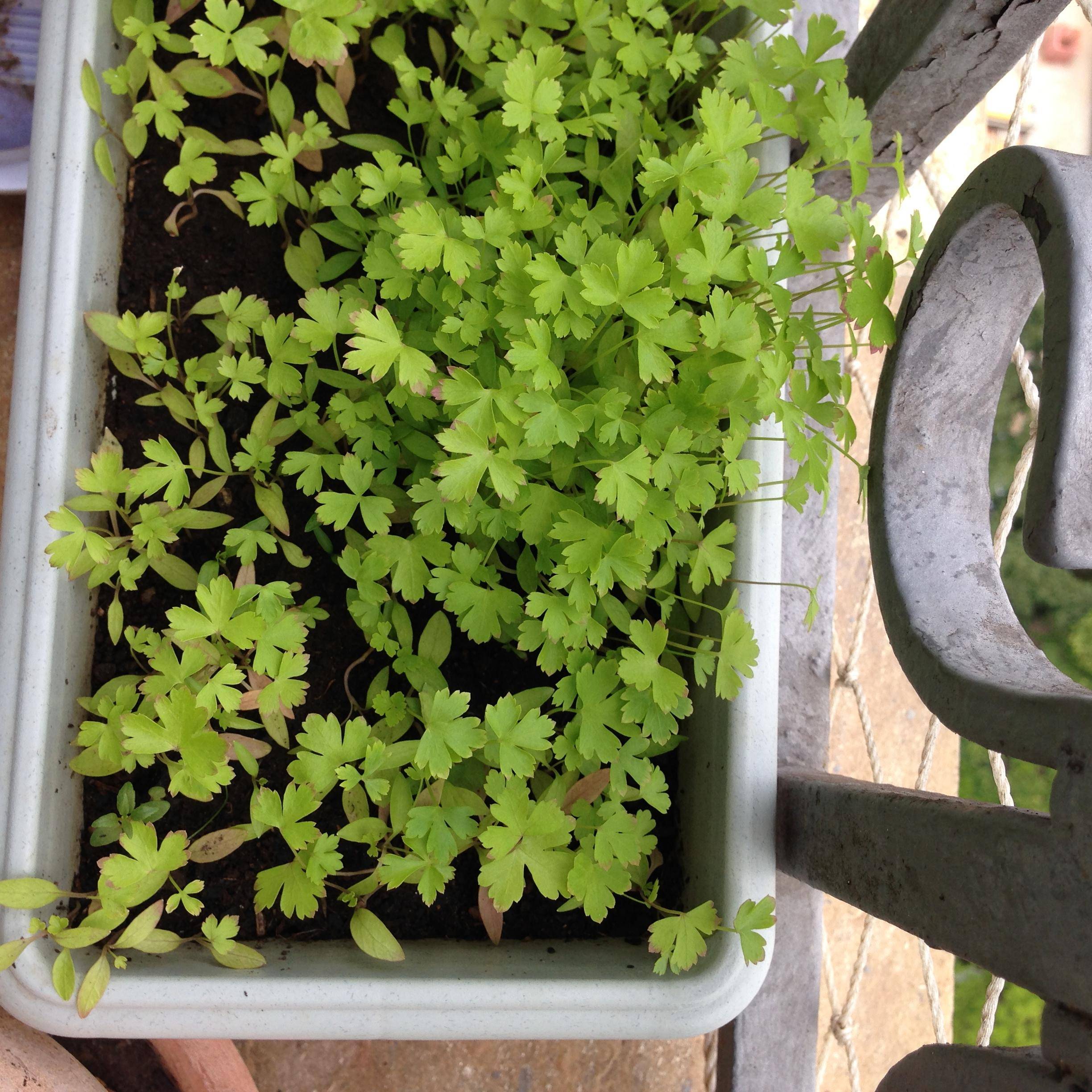 diagnosis What could cause my coriander plant to start browning