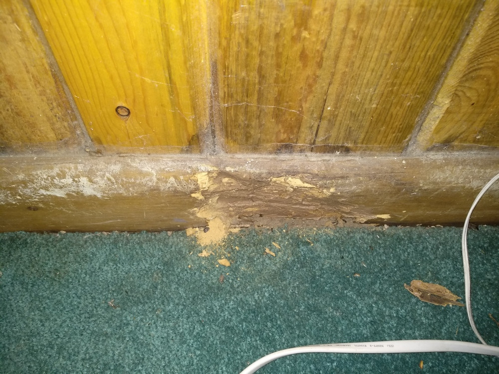 pest control is this due to termites? any idea what's causing the