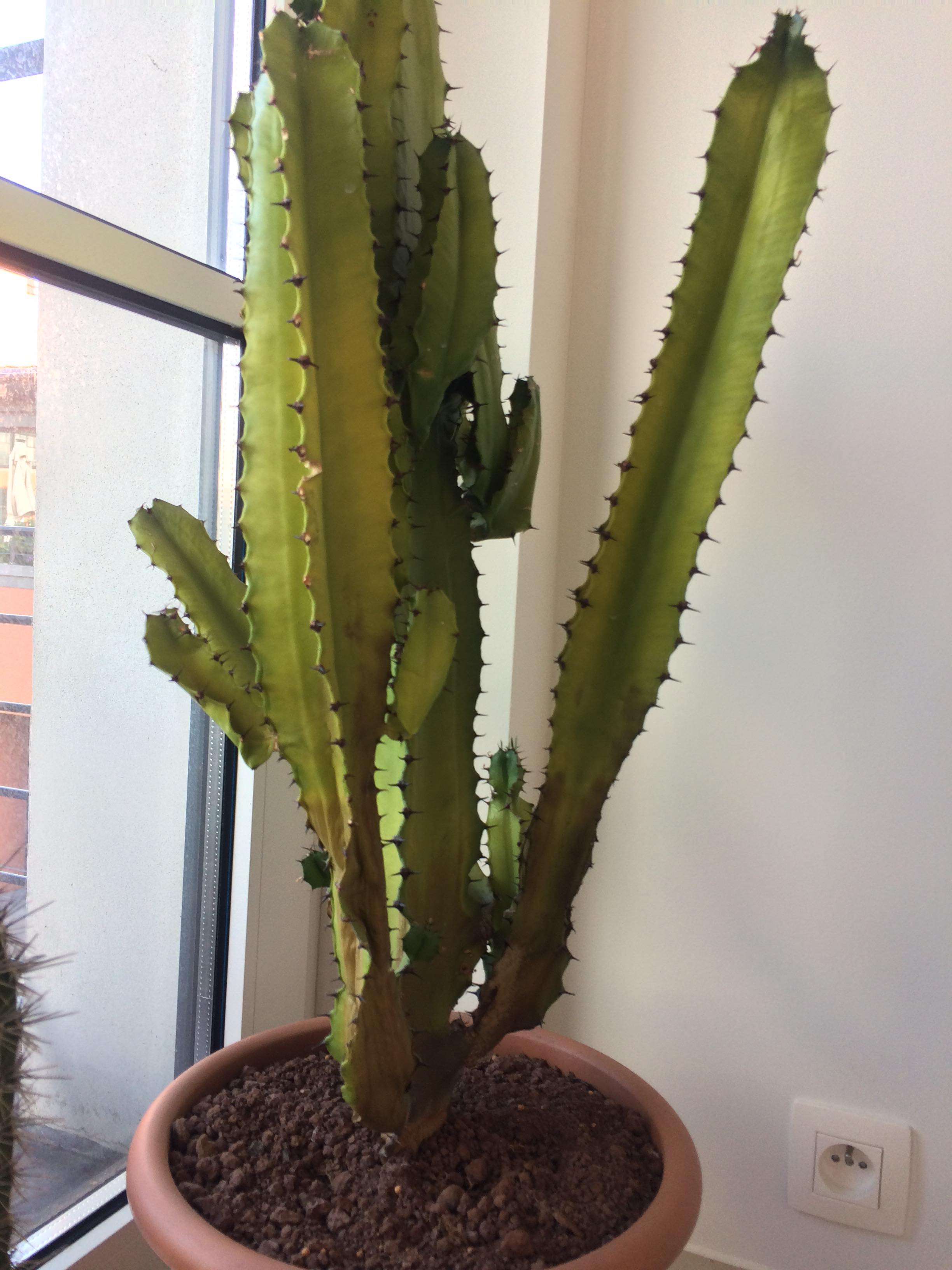 How Can I Identify My Cactus Click on image to view plant details. lamcaizh