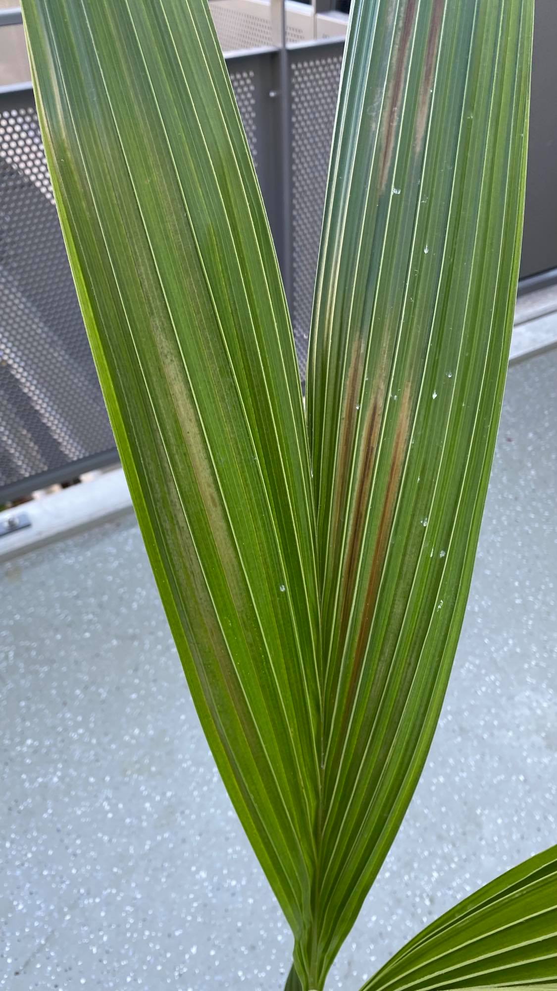 houseplants Cocos nucifera (coconut palm) Brown leaves. Why? Gardening & Landscaping Stack