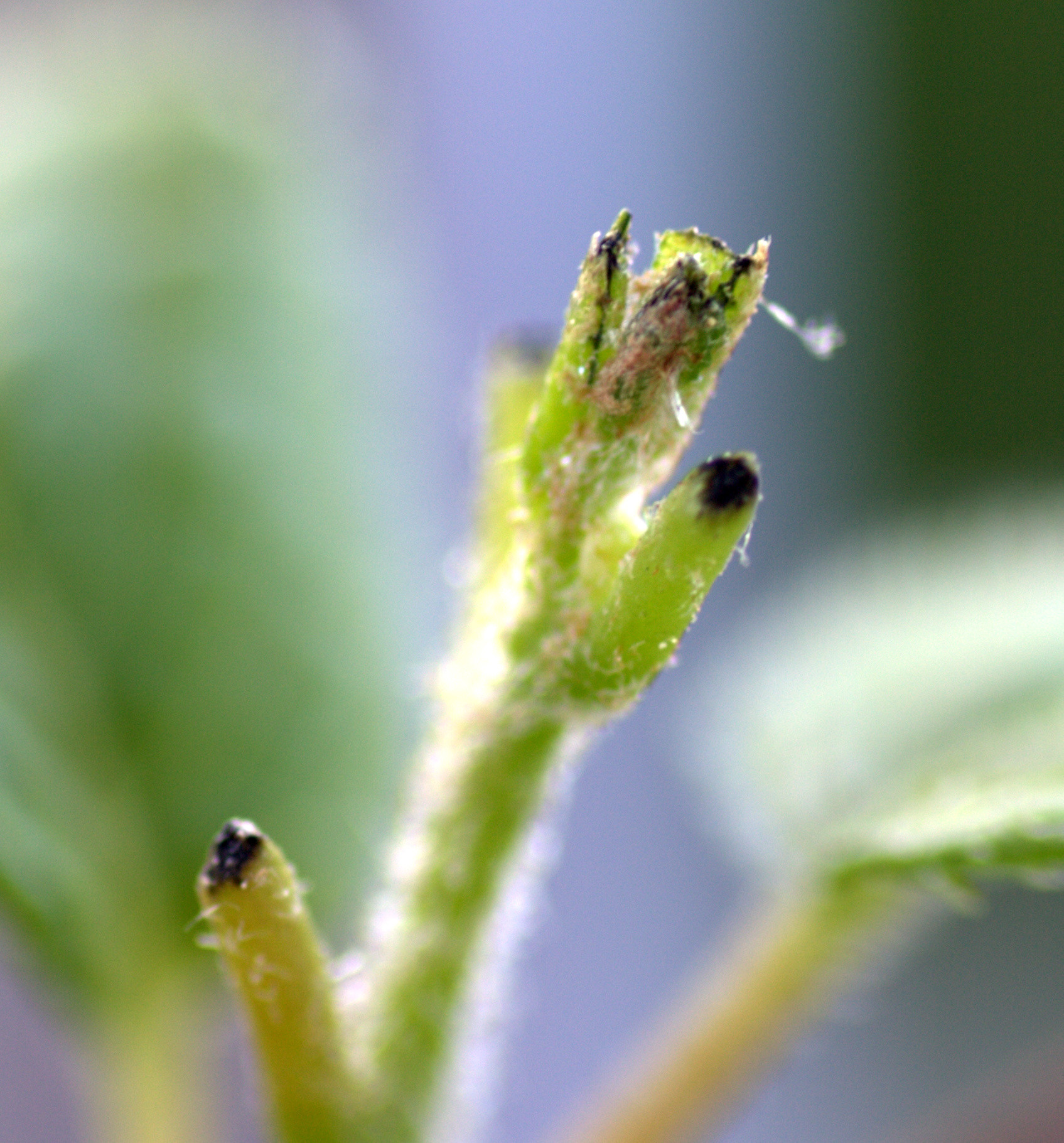 plant health Holes in hardy kiwi leaves Gardening & Landscaping