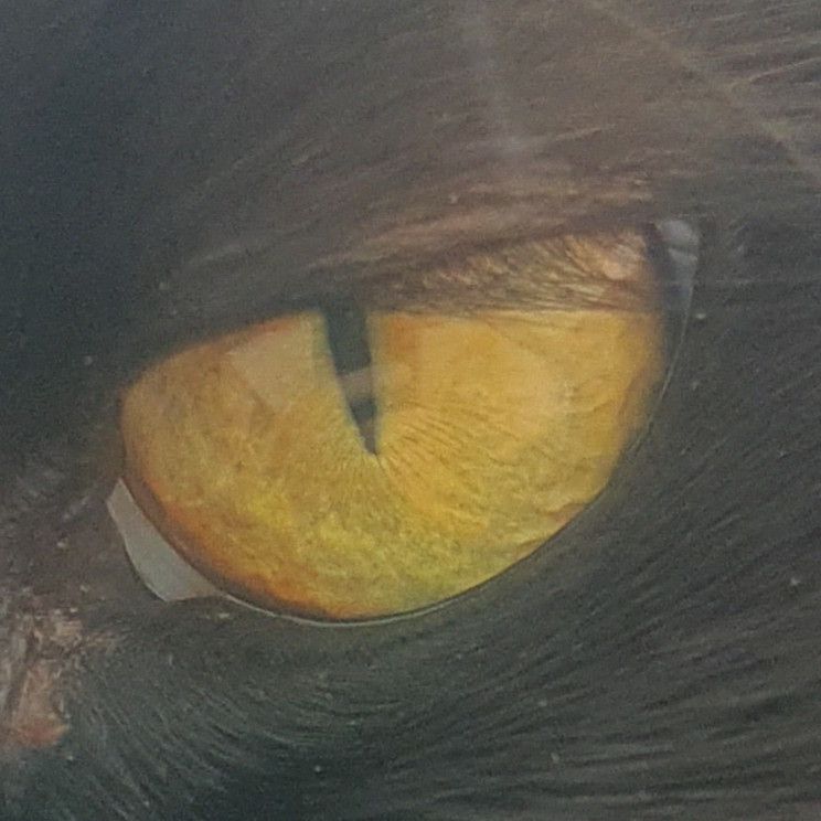 cats One eye iris discoloring on the edge Pets Stack Exchange