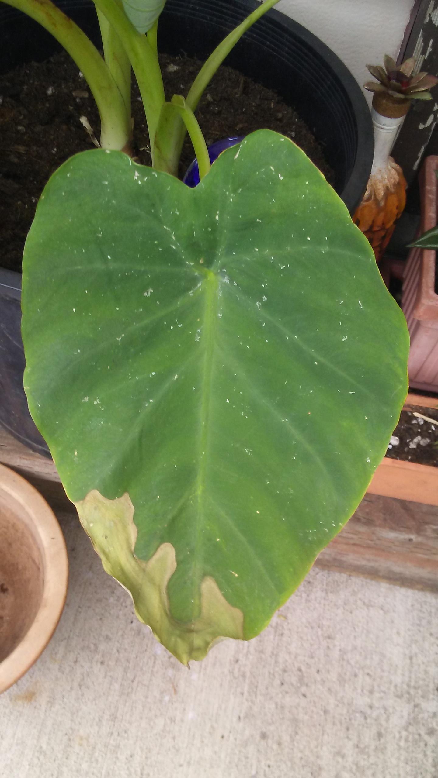 diagnosis Spots on leaves Gardening & Landscaping Stack Exchange