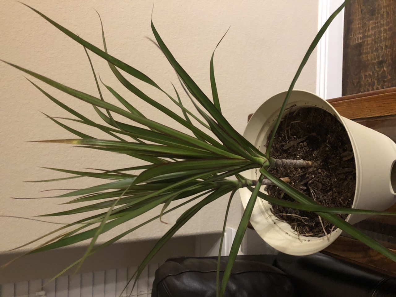 houseplants Why does my dragon tree have white spots and brown leaves