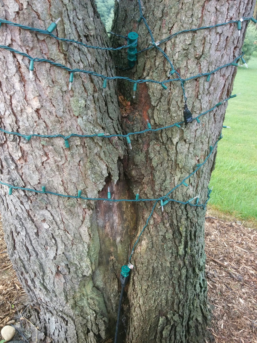 Why is my wild black cherry tree dropping fruit? Gardening