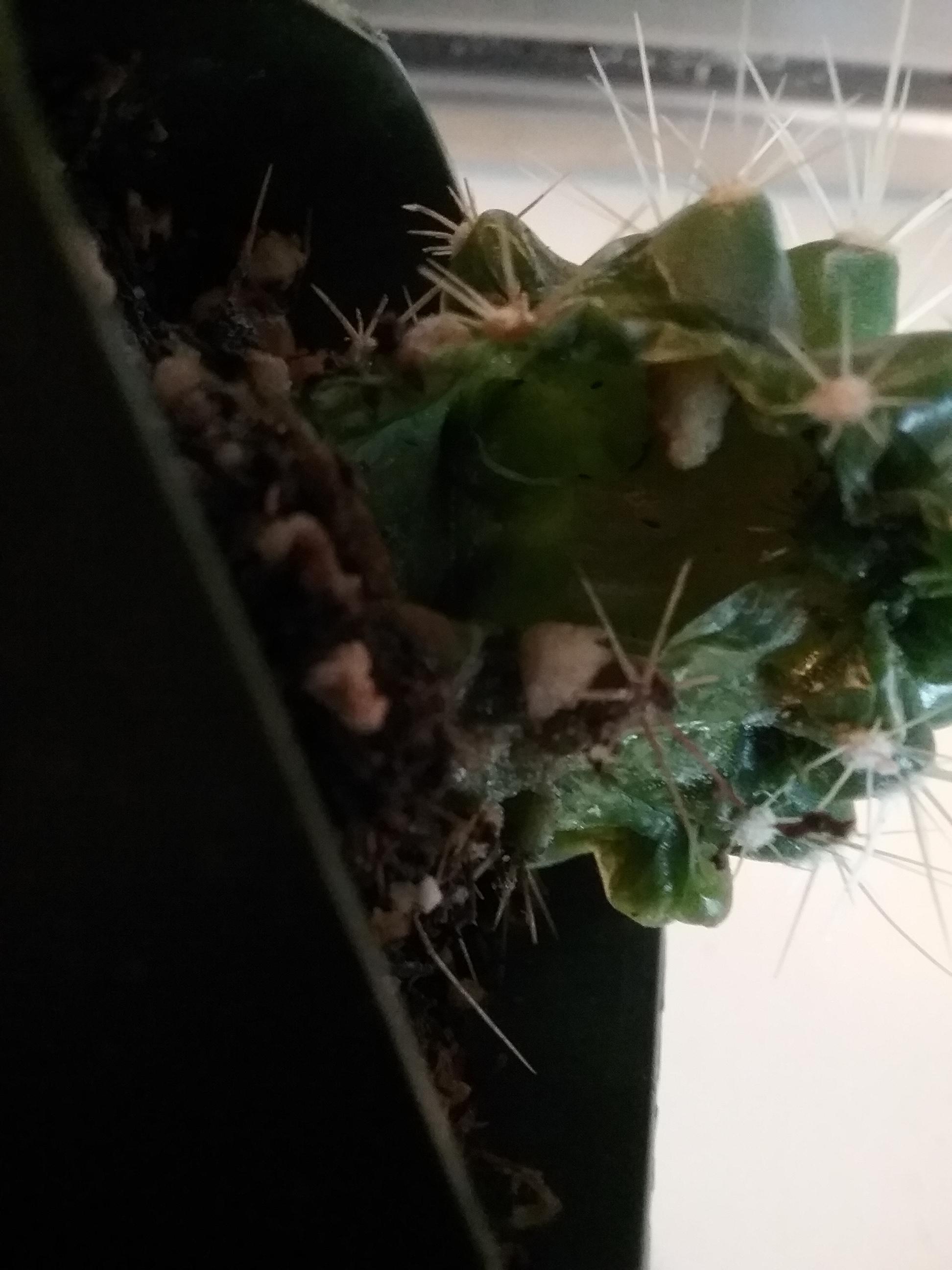plant care Help is my cactus is dying, can it be saved Gardening