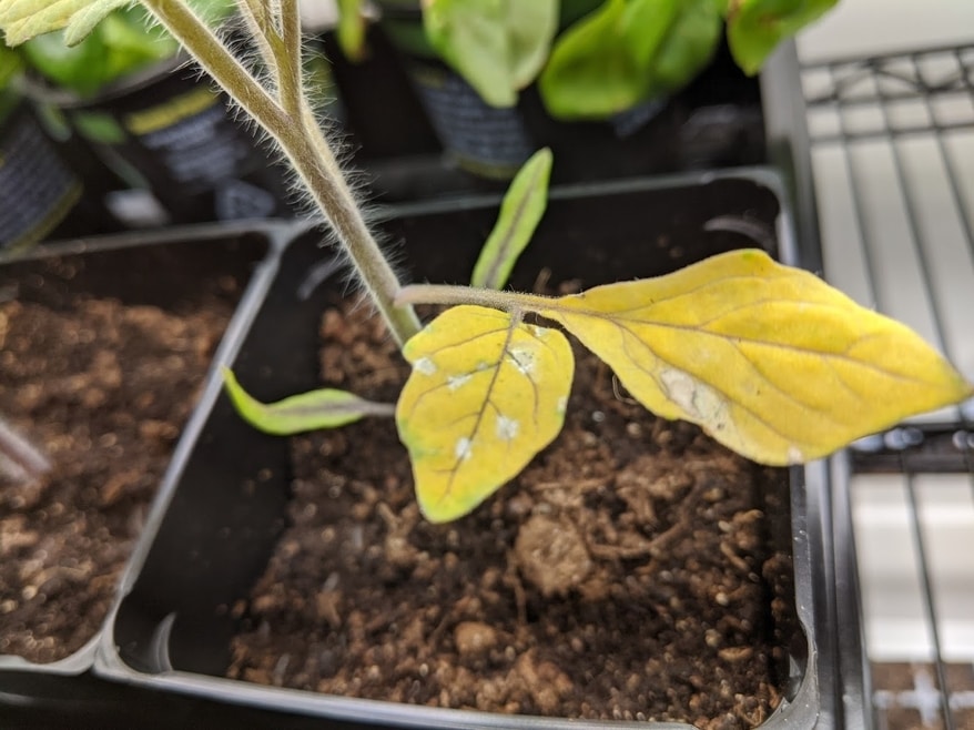 diseases Why do my tomato seedlings leafs have white spots? Is it