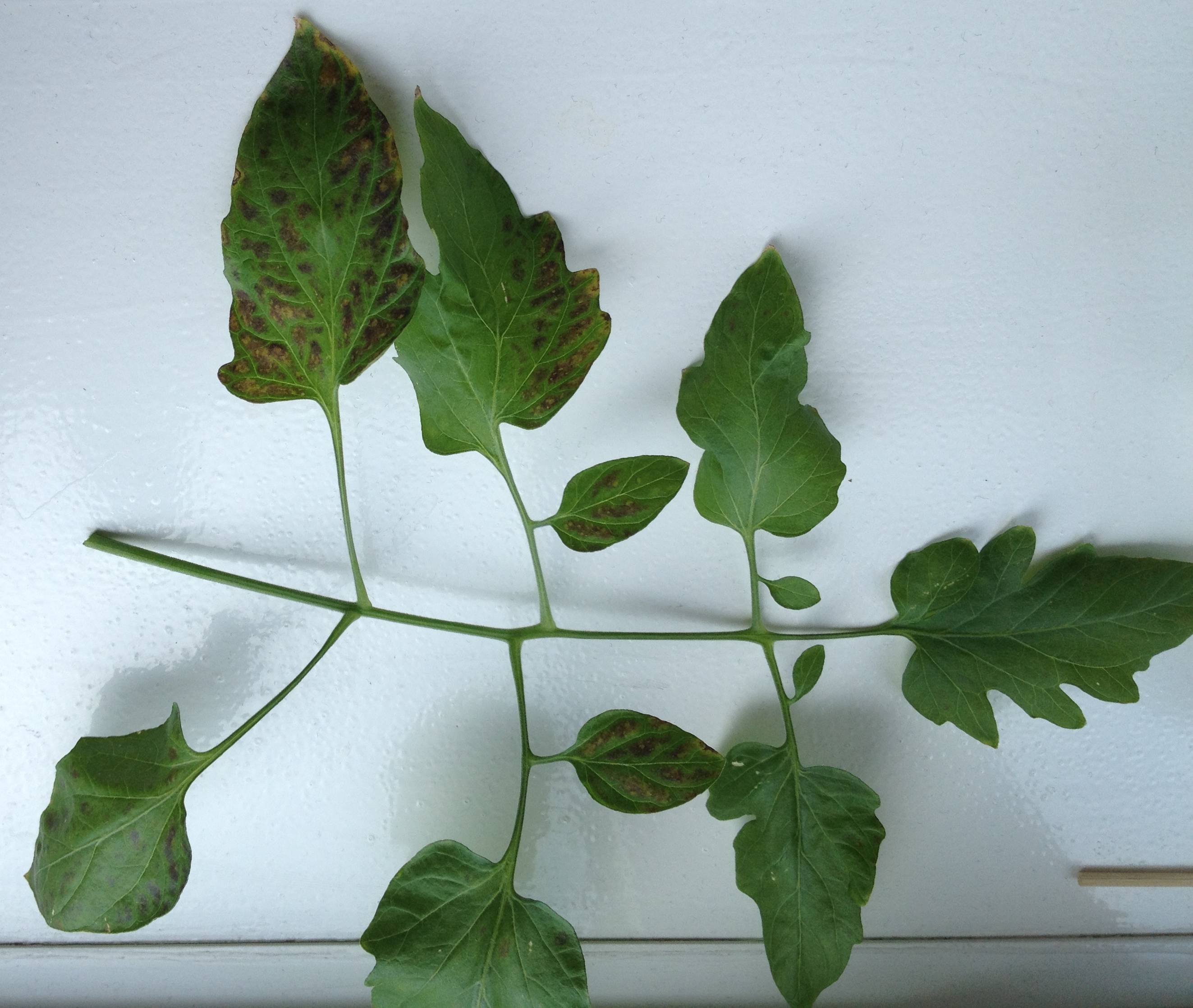vegetables What is causing the leaves to develop brownish patches