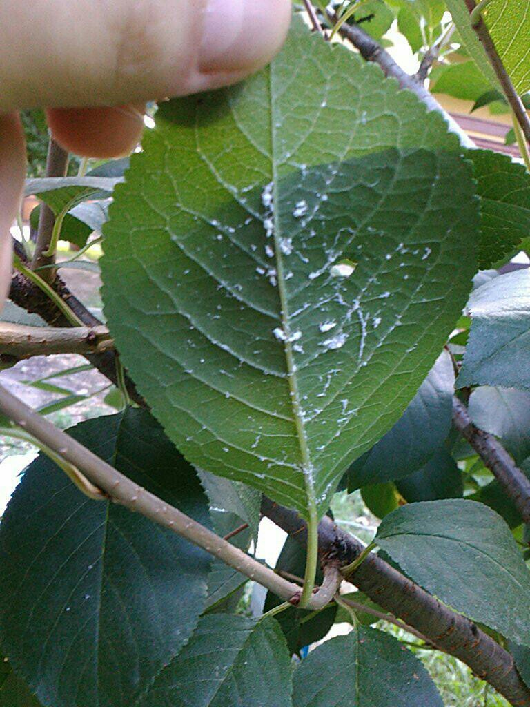 infectious diseases Strange white strings on cherry tree leaves