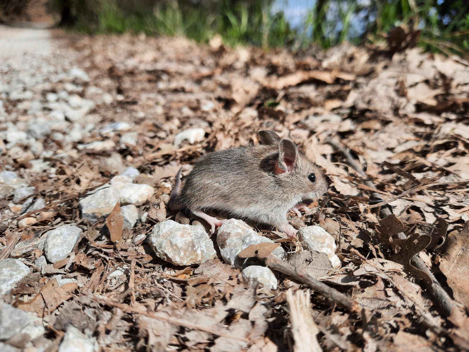 animal identification Help identifying mouselike rodent in Tuscany