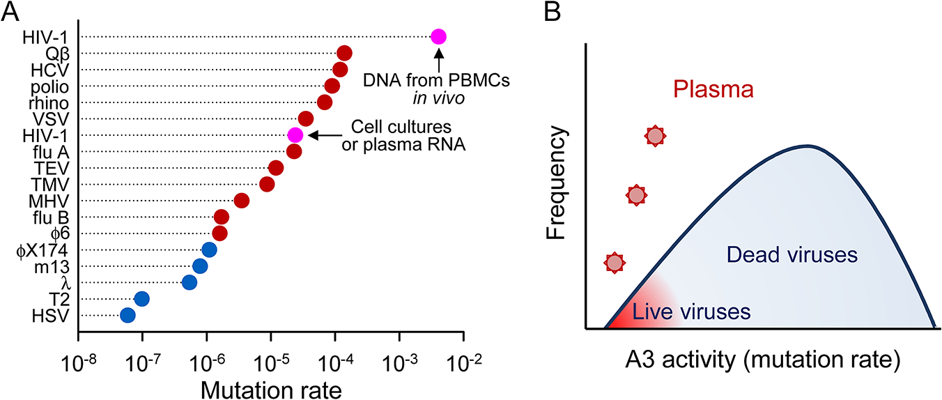 virology Do all Viruses have the same RNA Biology
