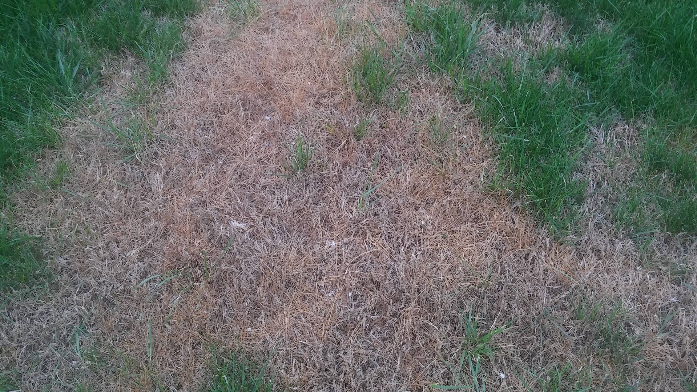 lawn How can I prevent yellow and dead grass? Gardening