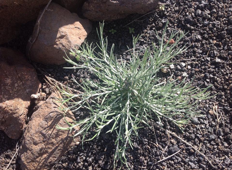 identification Is this young plant a rosemary? Gardening & Landscaping Stack Exchange