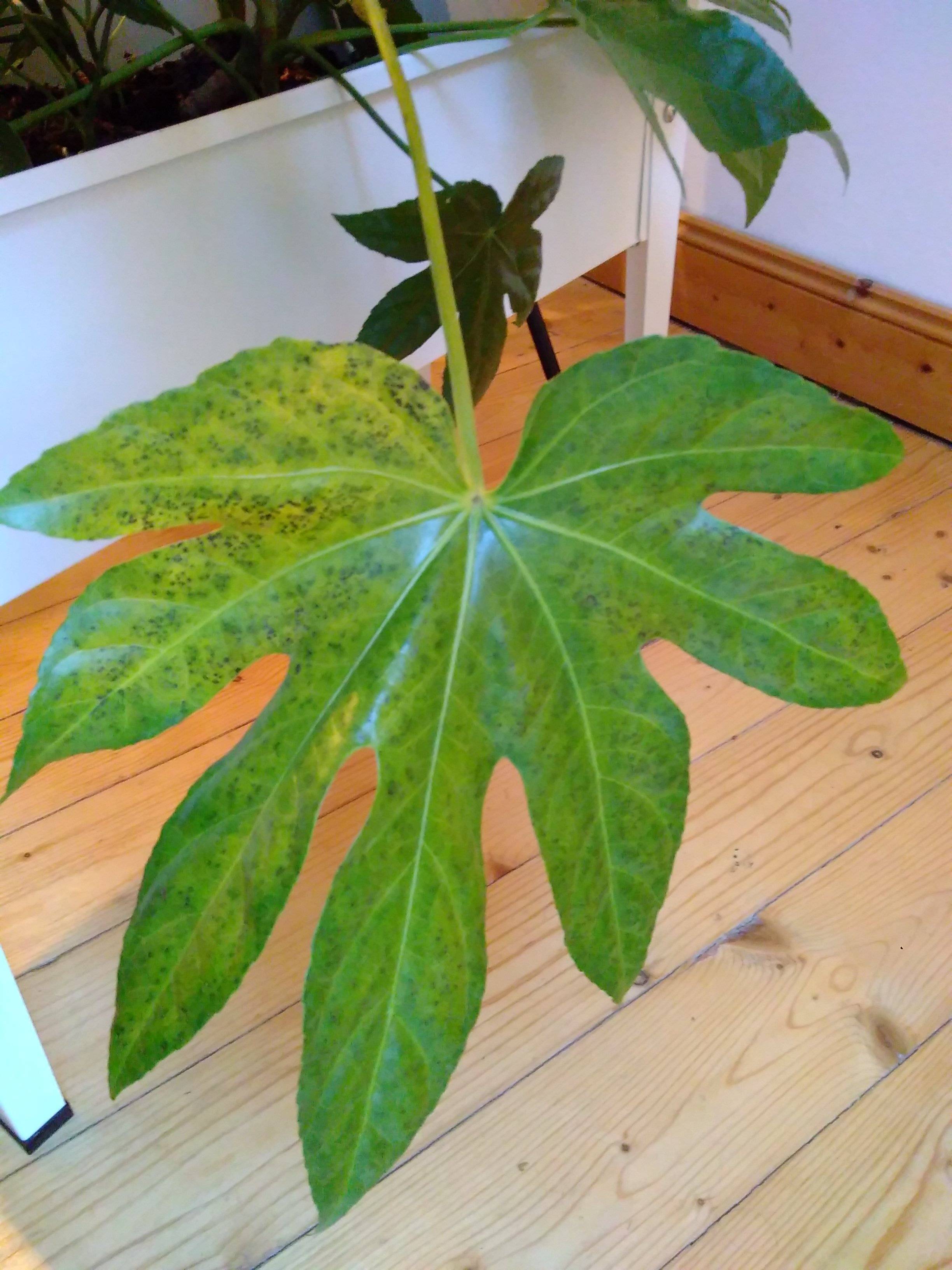 diseases Black spots on Fatsia japonica Gardening & Landscaping