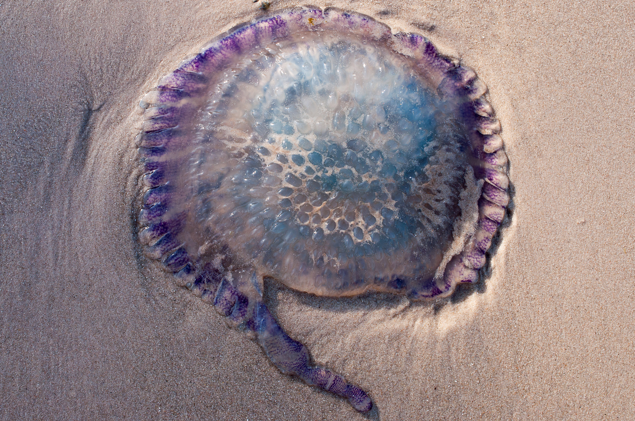 species identification Jellyfish gulf of Thailand Biology Stack